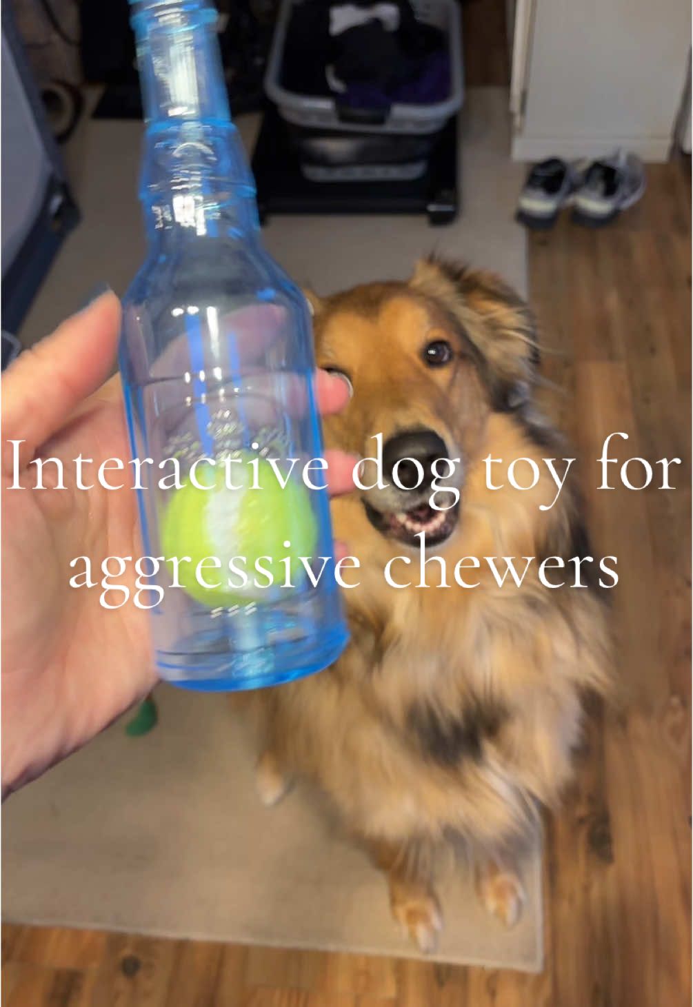 Interacted dog toy for aggressive chewers #tiktokshop #dogs #dogsofttiktok #dogmom #furmom #interactivetoys #dogtoy #enrichment #enrichmentfordogs #dogtiktok  