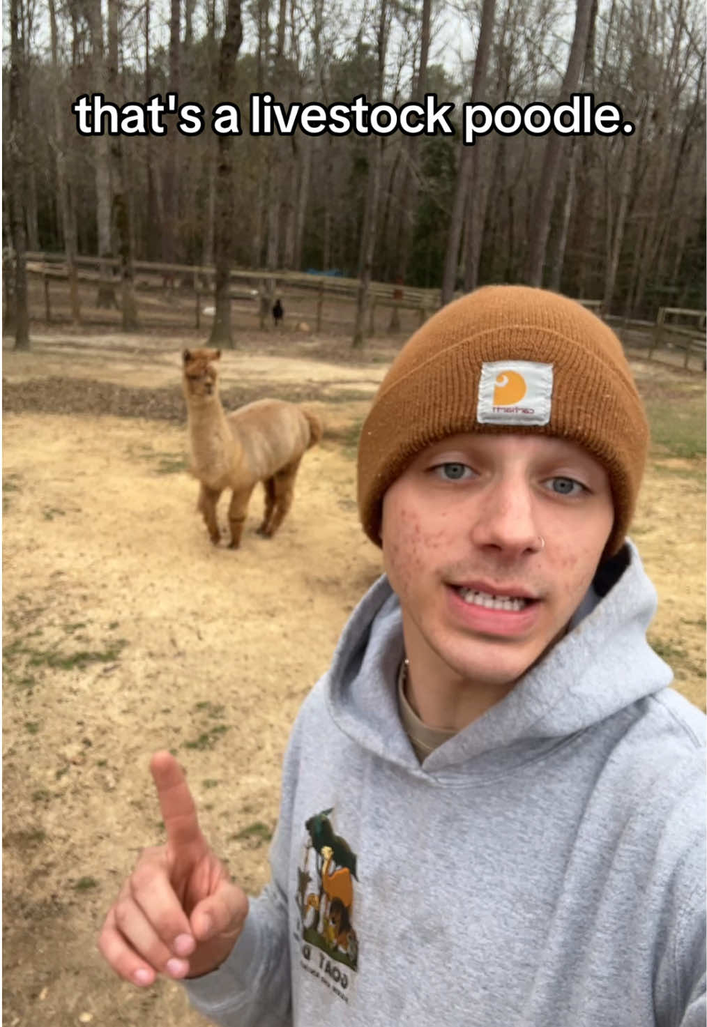 Long overdue PSA #fyp #alpacas #llamas #livestockpoodle 