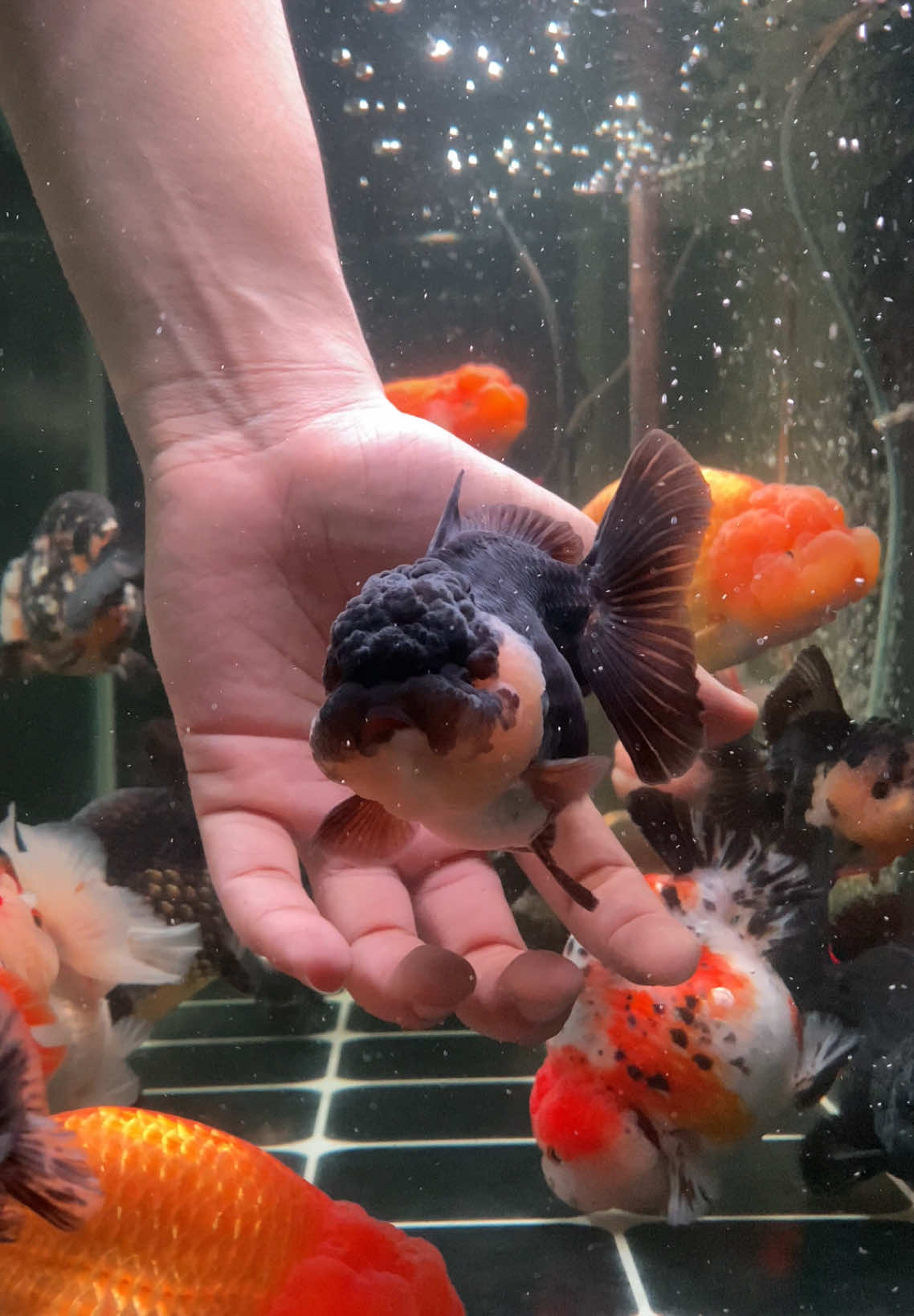 Adopted! 🕊️ Oranda panda rosetail - cute face. Baik - baik disana ya. .  #ranchu #lionchu #goldfish