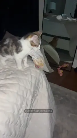 This is my food 🫨 #cat #catsoftiktok #catlover #funny #funnyvideos #foryou #fypage #fypツ #funnycat #funnytiktok #cats 
