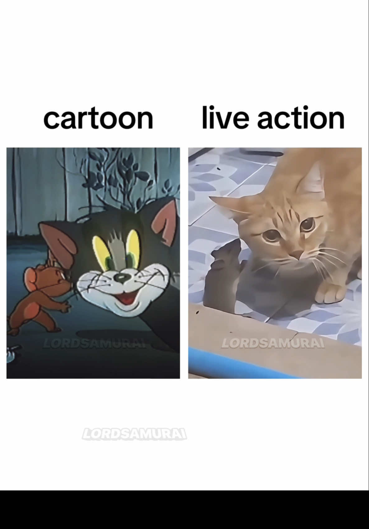 Cartoon vc live action #meme #cat #fyp 