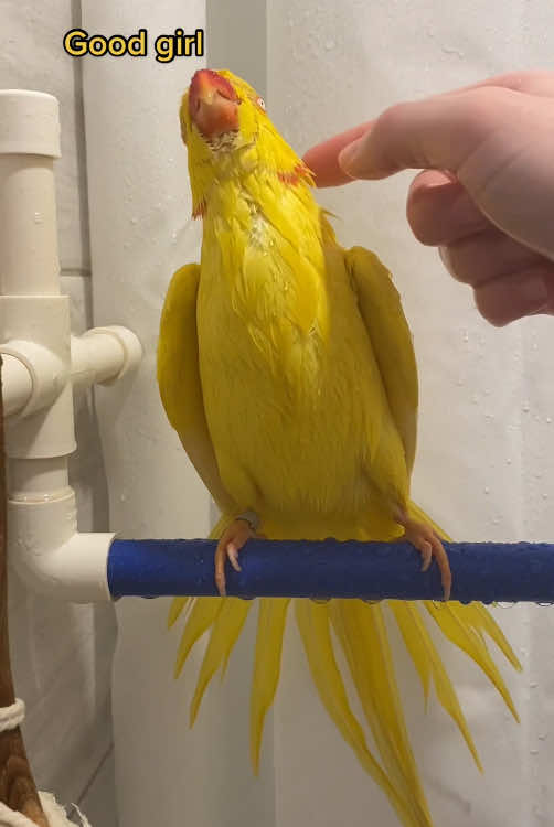 Parrot bath #parrot #fyp #fypシ #funnyvideo #Tiktok #tik_tok #🤣🤣🤣 #funnymoments #❤️ 