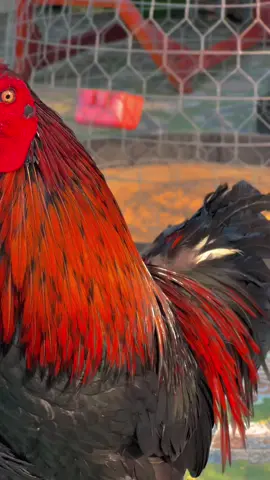 Siêu phẩm Que 3200G chuộc xe emm ơiii…😊📌🐓🌾#Sumgàđiều✅🐓🌾 #gàđáđồngtháp #gàbông #gàchiến #gàđámiềntây #66đồngtháp #xuhuongtiktok 