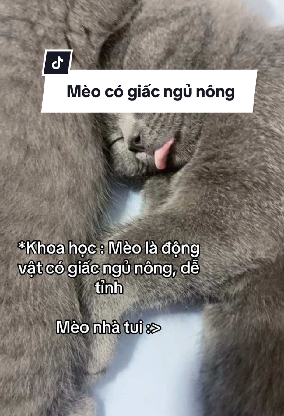 Hay mèo nhà t kh được nghiên cứu nhỉ 🥹 #viral #funny #fyp 