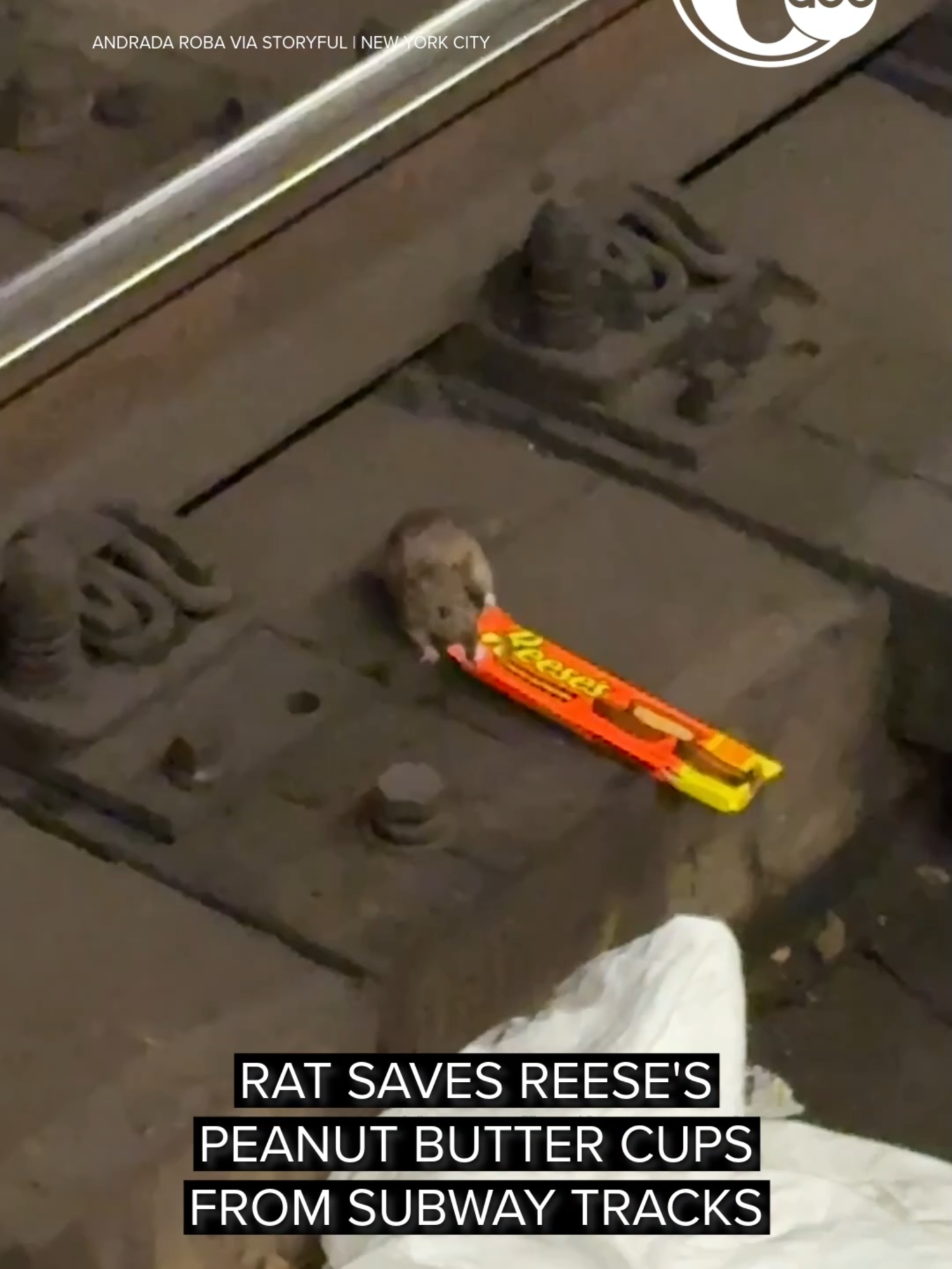 Rat saves Reese's peanut butter cups from NYC subway tracks #fyp #nyc #foryou #rats #subway #candy