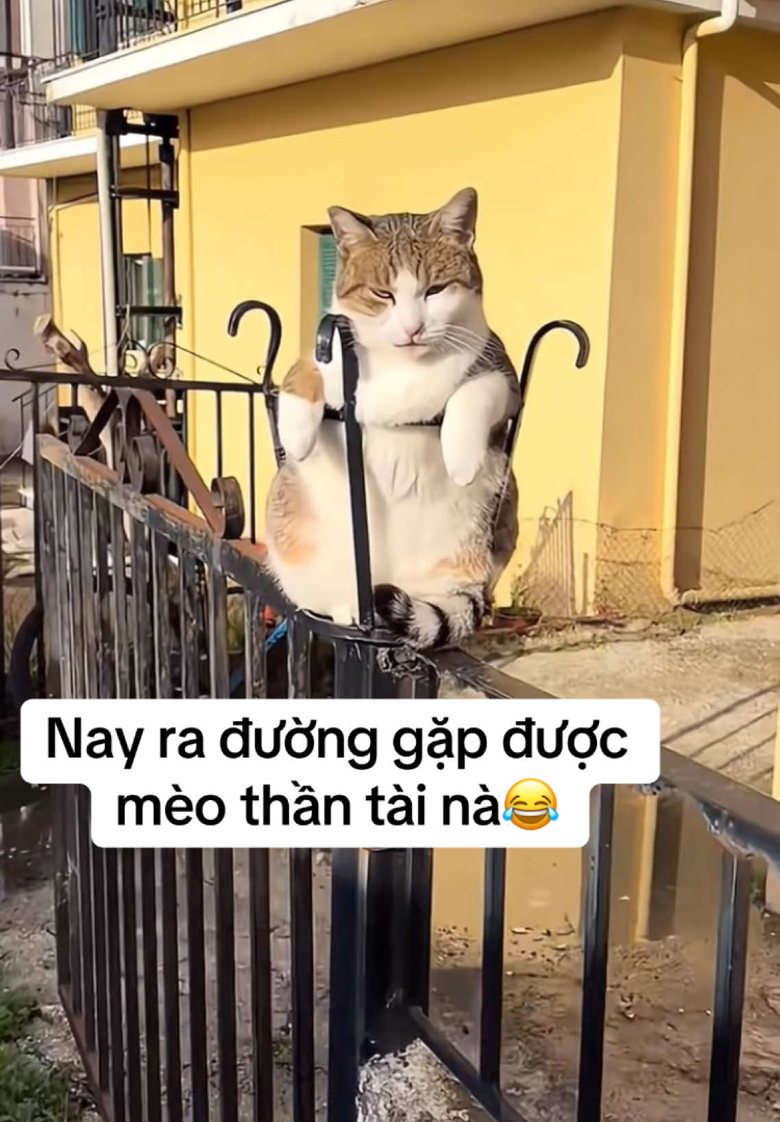 Cứ thấy có gì đó k đúng lắm😂😂 #sugiacuatiengcuoi #funny #funnyvideos #cat #catfunny #xuhuong 