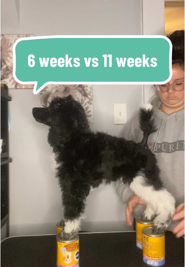😭 I have waited years for this. And it’s been more than I ever could’ve hoped for 💛 #dogowner #dogsoftiktok #dogowners #dogownersoftiktok #puppy #fy #poodlepuppy #standardpoodle #standardpoodlepuppy #purebreddog #ethicalbreeding #ethicalbreeder #showdog 