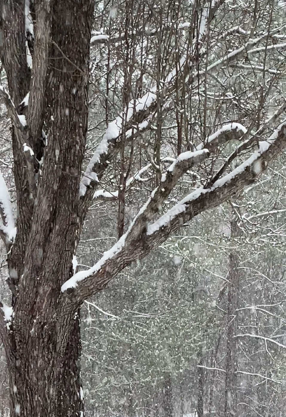 🤍 #atl #atlanta #atlantasnow2025 #georgiasnow #snow2025 #newyork #california #californiafires #snow 