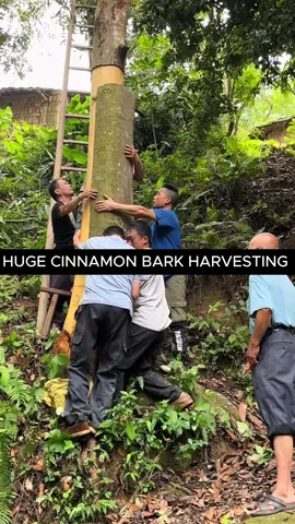 Harvesting huge cinnamon bark from tree #cinnamon #tree #harvest #treebark 