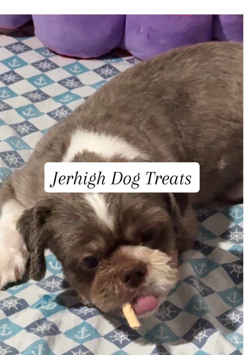 Jerhigh Dog Treats! 🐶 #asmr #recommendations #dogsoftiktok #shihtzu #dogtreats #trending #fyp 