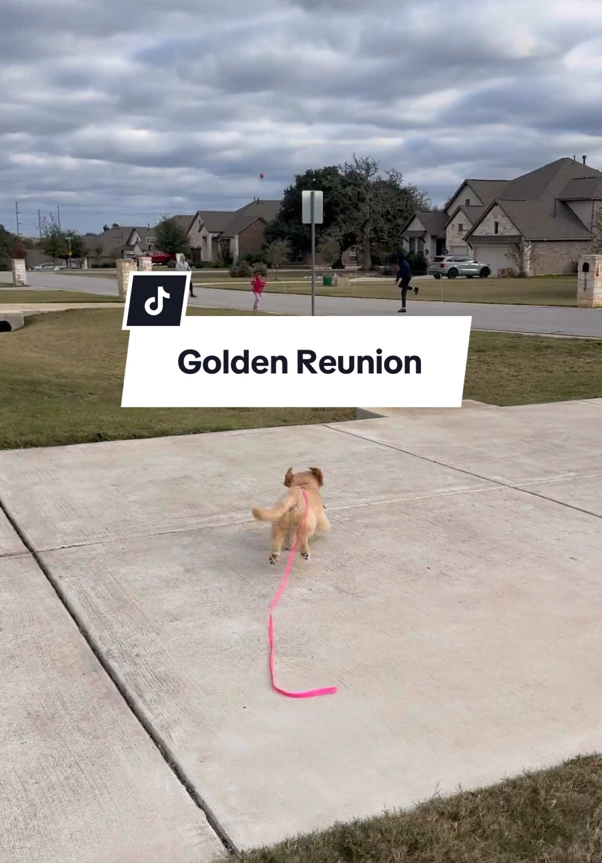 Brb crying 🥹 #goldenretrieverpuppy #goldenretrieversoftiktok #shurithegolden #goldensoftiktok 