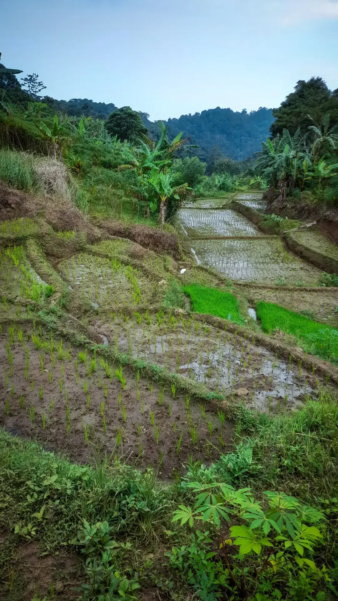 nembean beres tandur🌾👍👍 . . 📍lemahneuneut, cibokor, cibeber #reels #nature #adventure #sungai #sawah #cibebercianjur #gunung #cianjur #bandung #sukabumi #bogor #sumedang #garut #jawabarat #indonesia