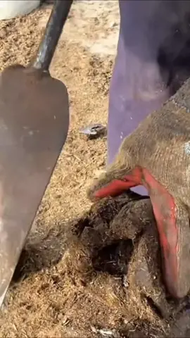 #HoofCleaning #DonkeyHoof #HoofCare #DonkeyCare #HoofTrimming #HoofPick #HoofHealth #FarmLifeUK #FarmLifeUSA #RuralLife #FarmAnimals #DonkeyLovers #AnimalCare #VetLife #VeterinaryCare #FarmVlog #AnimalWelfare #DonkeyRescue #AnimalCareTips #WorkingAnimals #HoofCareTips #Farrier #HoofPickRoutine #DonkeyGrooming #DonkeyFeet #HoofCareRoutine #FarmMaintenance #FarmTasks #HealthyHooves #HoofHealthMatters #EquineCare #HorseHoofCleaning #EquineHealth #DonkeyFarrier  #CountryLifeUK #CountryLifeUSA #FarmWork #AnimalGrooming #PetCare #HoofCareUK #HoofCareUSA #AnimalHoof #HoofPickingTips #AnimalLovers #DailyHoofCare #DonkeyHealth #VeterinaryHoofCare #AnimalRescue #DonkeyLove 