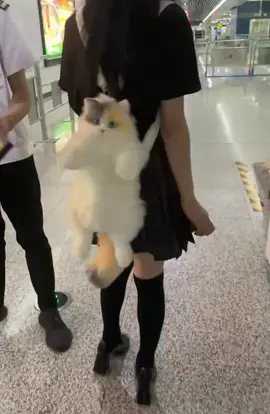 This Girl Make A Real Cat 🐈 into DIY Bag and Police Got Her 