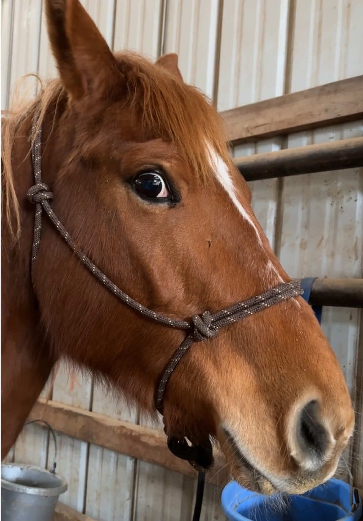 Greta’s eyes say it all. 🐴🤠🥣 #horse #horsegirl #cowhorse #aqha #quarterhorse #cowboy #grain #horsegrain #horsenutrition #horsefeed 