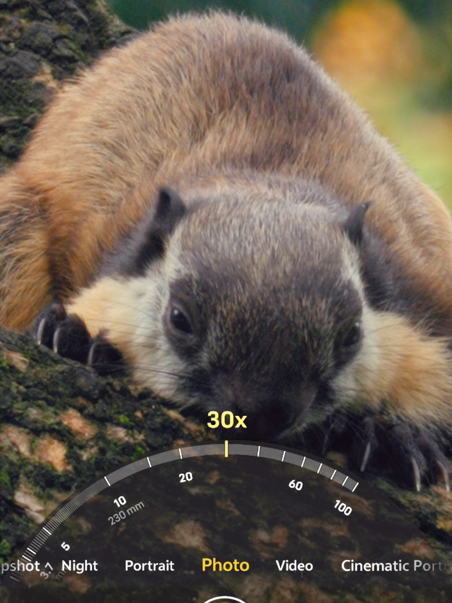 Capturing a squirrel from a distance has never been this easy 🤳 With the 30x zoom from the ZEISS APO Telephoto Camera, every moment from afar stays sharp and stunning. Get your #vivoX200Series now! #ZEISSImageGoFar