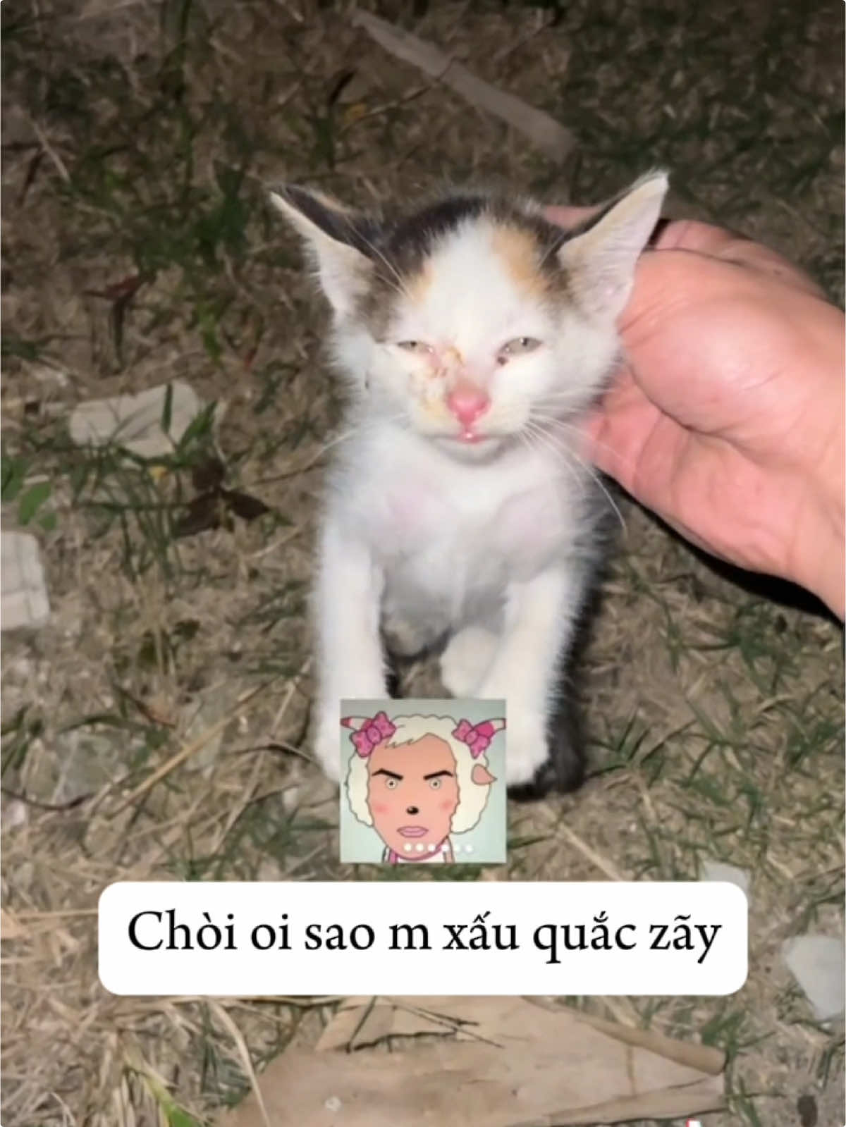 #vuivemoingay❤️ #haihuoc #foryou #fyp #myomine #dongvathaihuoc #funny #catslovers #cat #cats 