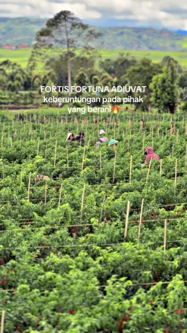 #CapCut #prtanimuda#peranimilenial #petanicabe#petaniindonesia🇮🇩🇮🇩🇮🇩🌿🌿 #fyppppppppppppppppppppppp #riskyprayogi 