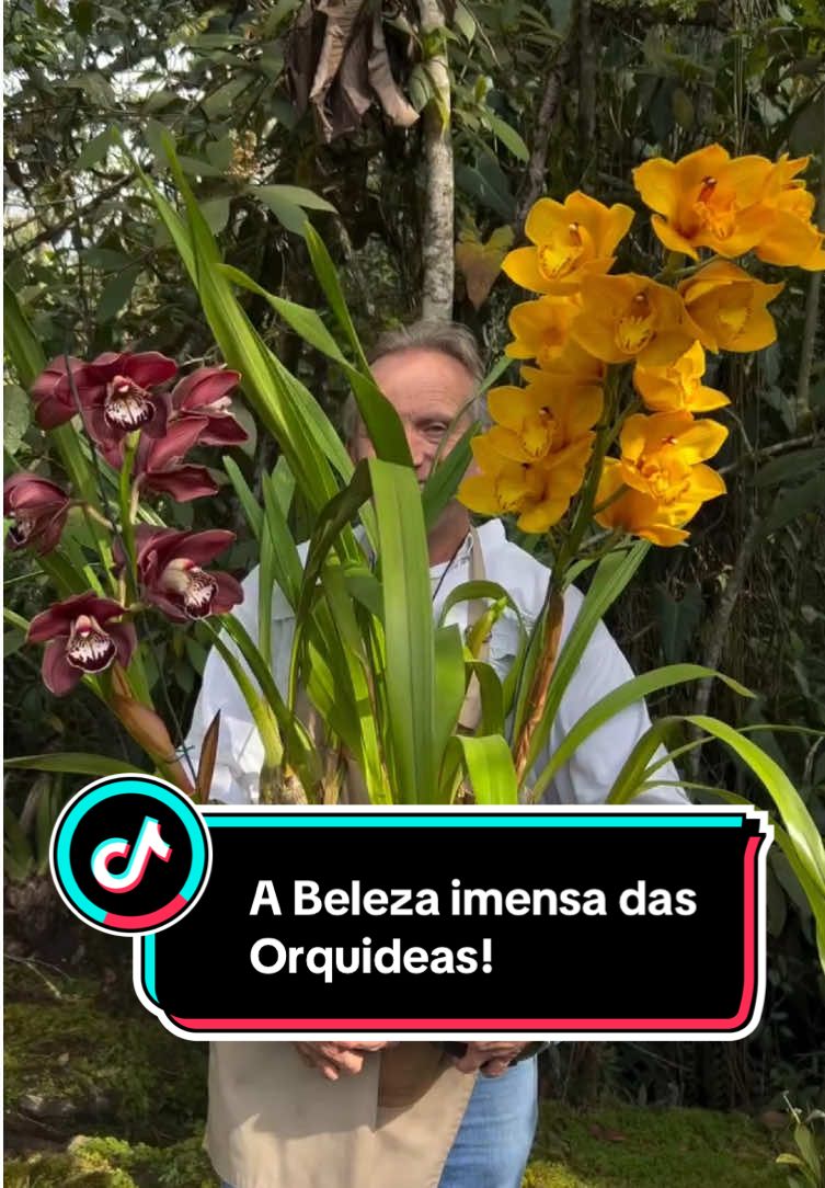 🌺❤️ #orquideas #orquideaslindas #orquideasbrasil #orquideasnoape #orchid #orchidslovers