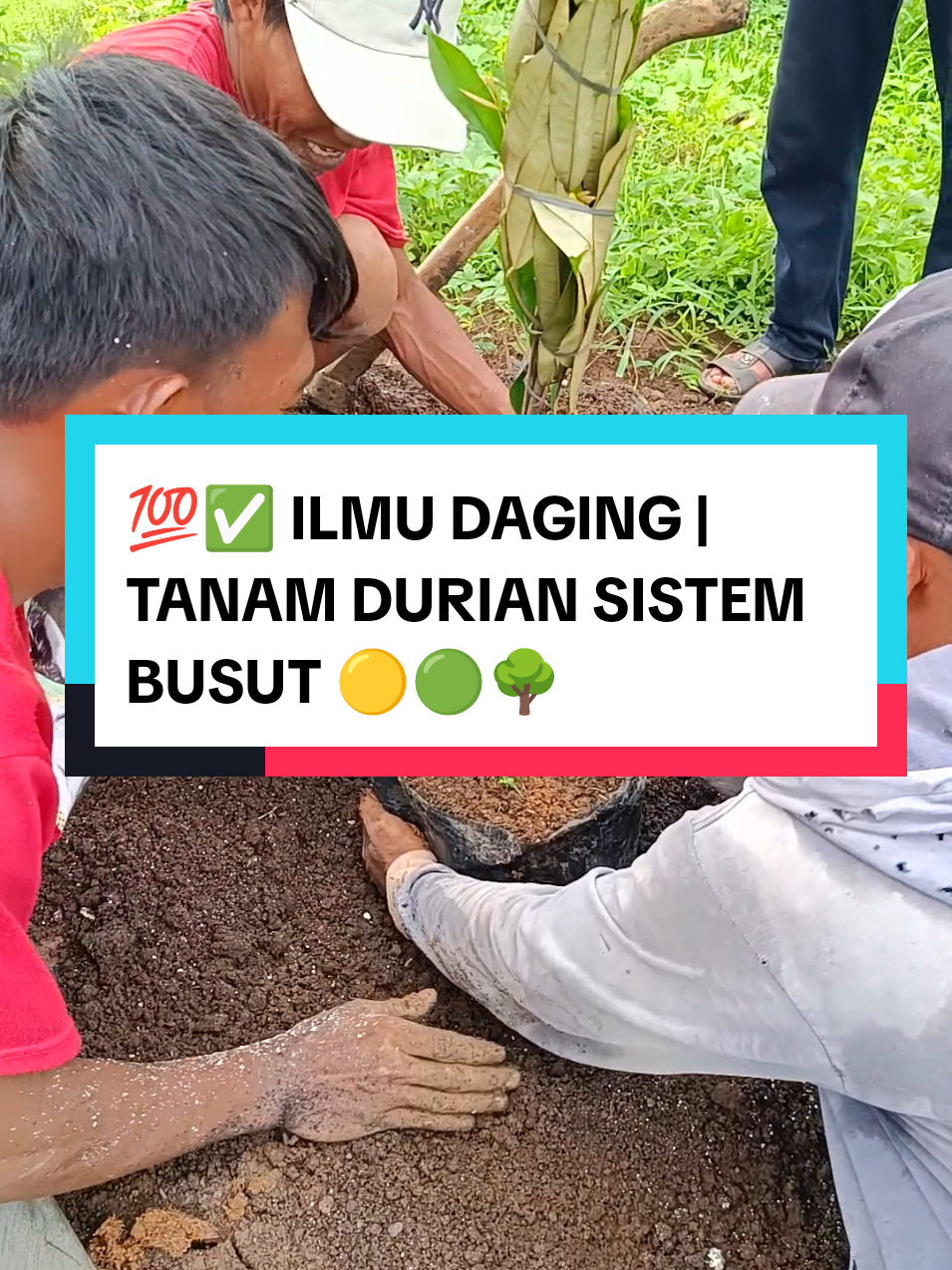 💯✅ ILMU DAGING | TANAM DURIAN SISTEM BUSUT 🟡🟢🌳 #durian #caratanamdurian #kebundurian #busut #sistembusut #tanamsistembusut #tekniktanambusut