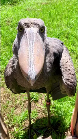 Face to face with the prehistoric majesty of a Shoebill in the mystical Bangweulu Wetlands. A moment of awe in nature’s theater. #ShoebillEncounter #BangweuluMagic #WildlifeCloseUp #BirdingAdventures #NatureAwakens”