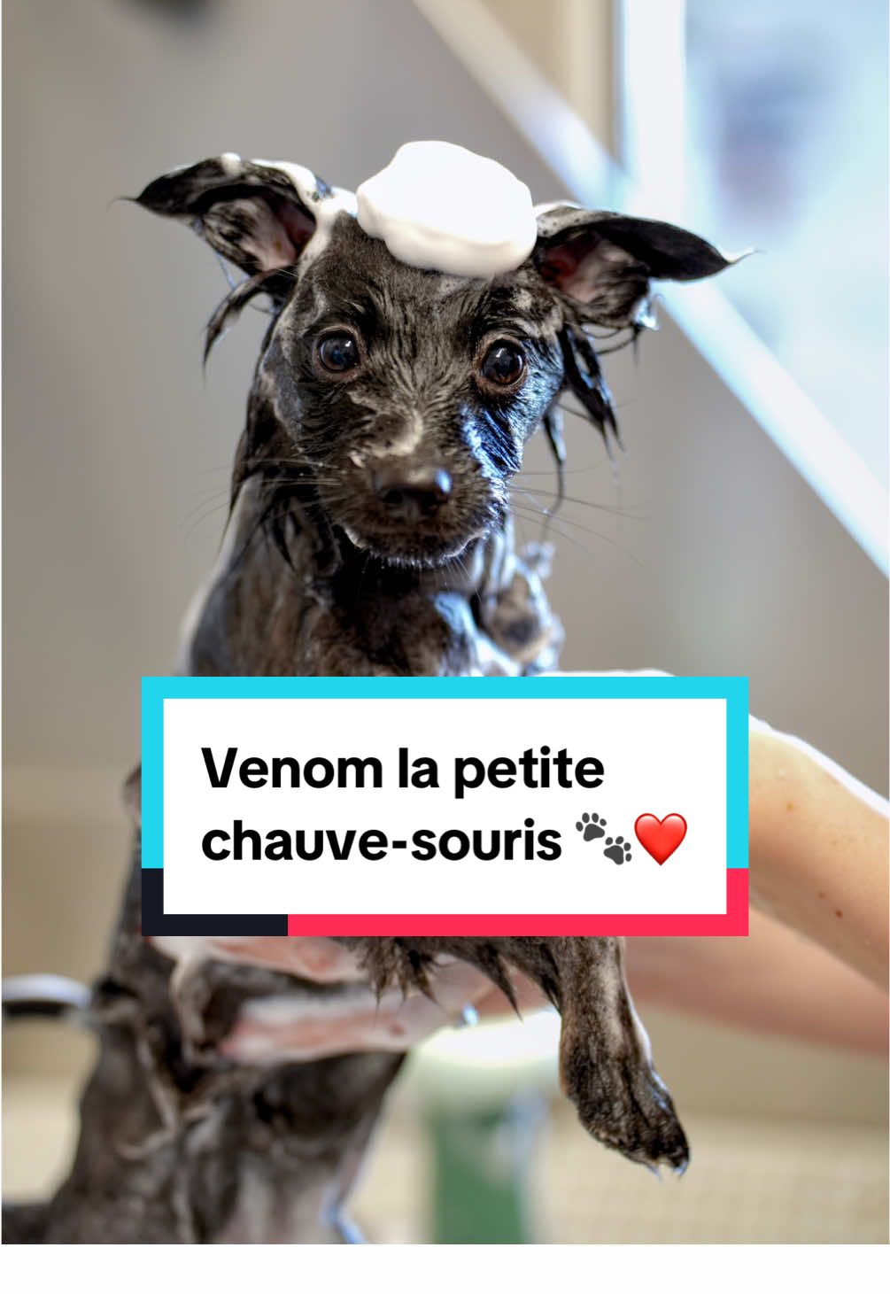 Venom l’adorable chauve-souris ! 🐾❤️ #toilettage #grooming #pet #groomer #chien #dog #puppy #puppylove #chiot #funnydog #spitz 