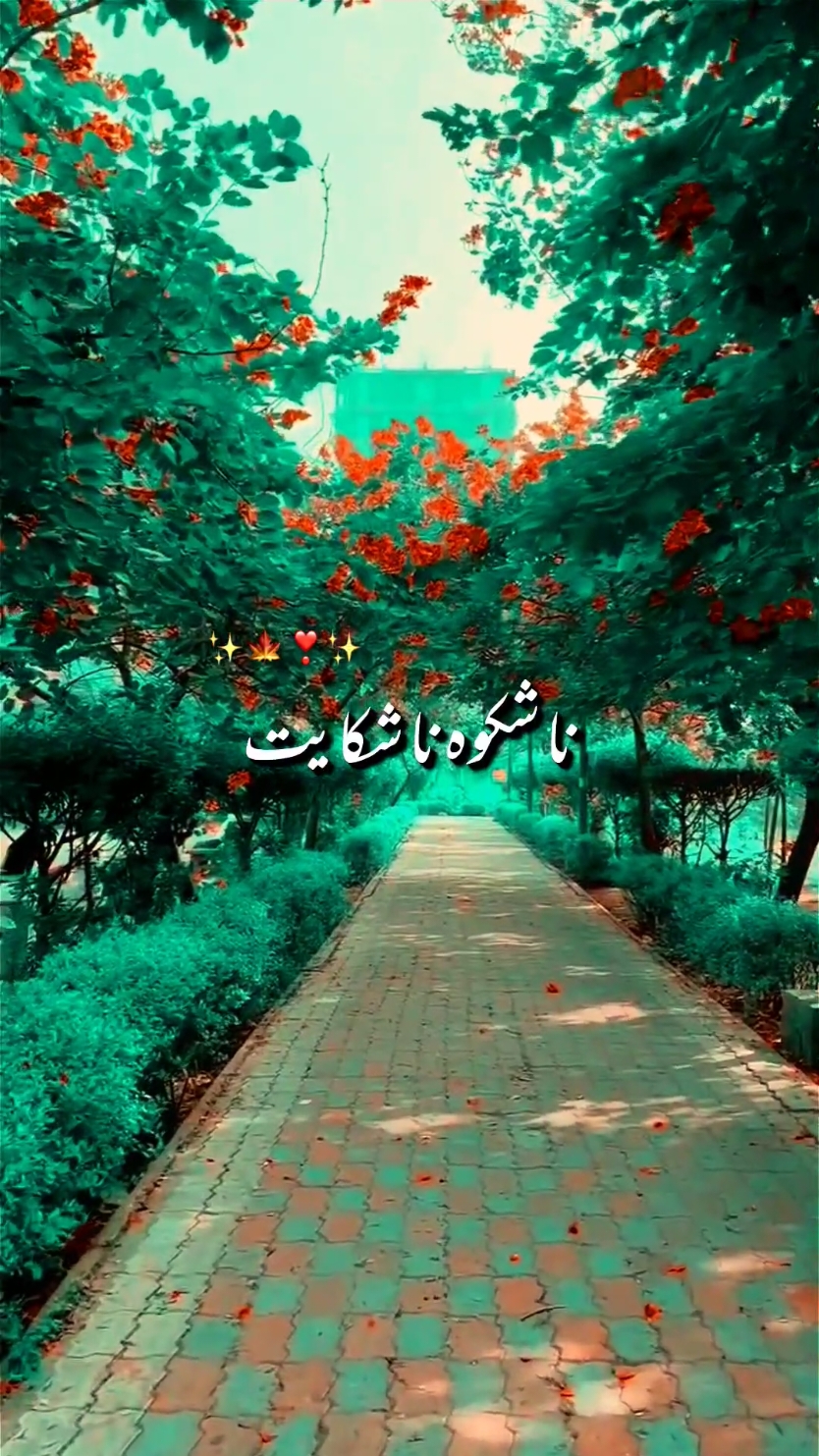 na ha shekwa na shekayat #song #romanticsong #foryou #foryoupage #standkashmir #magicanimation #viral #fyp 