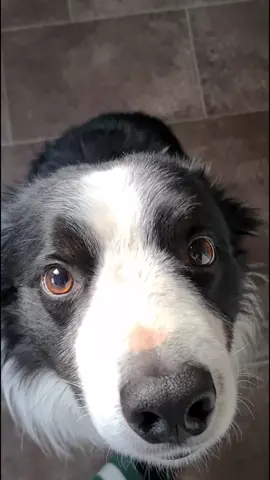 What do the FetchKings eyes tell you? #fetchking  #dogtraining #collie 