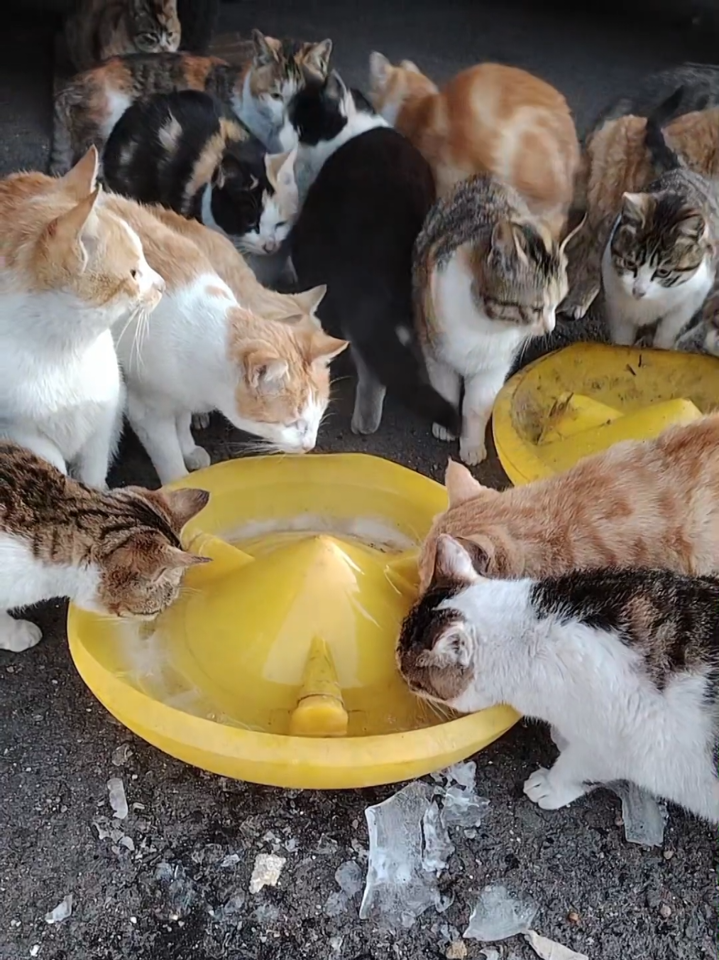 Poor stray cats #cat #trending #xuhuong #fyp #pet 