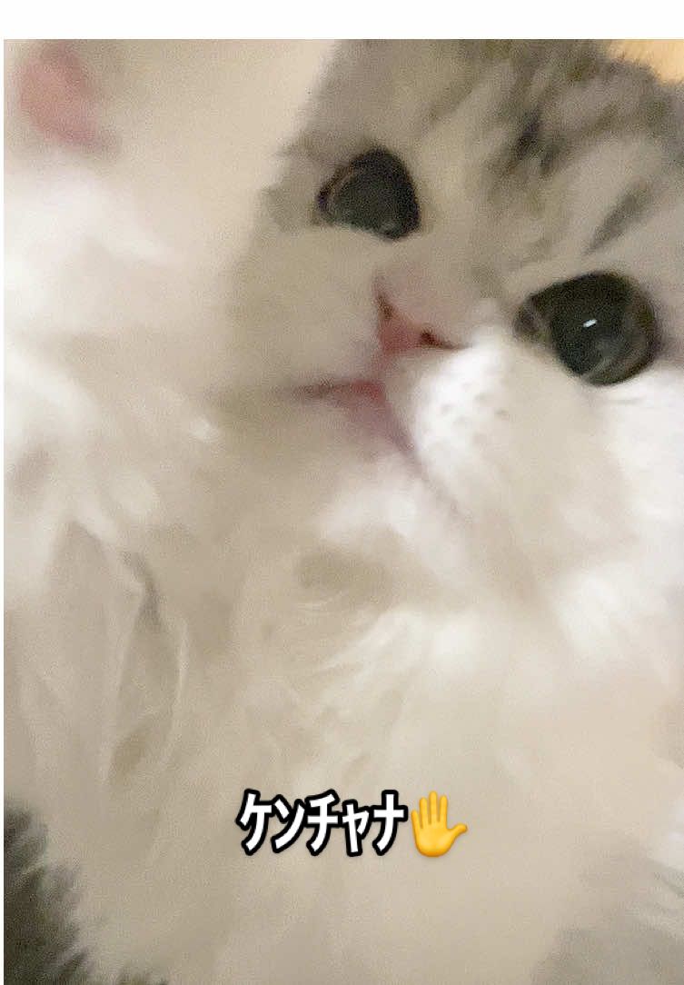 ｹﾝﾁｬﾅ✋ #ミヌエット#catsoftiktok  #猫のいる暮らし #ぷりぷり神