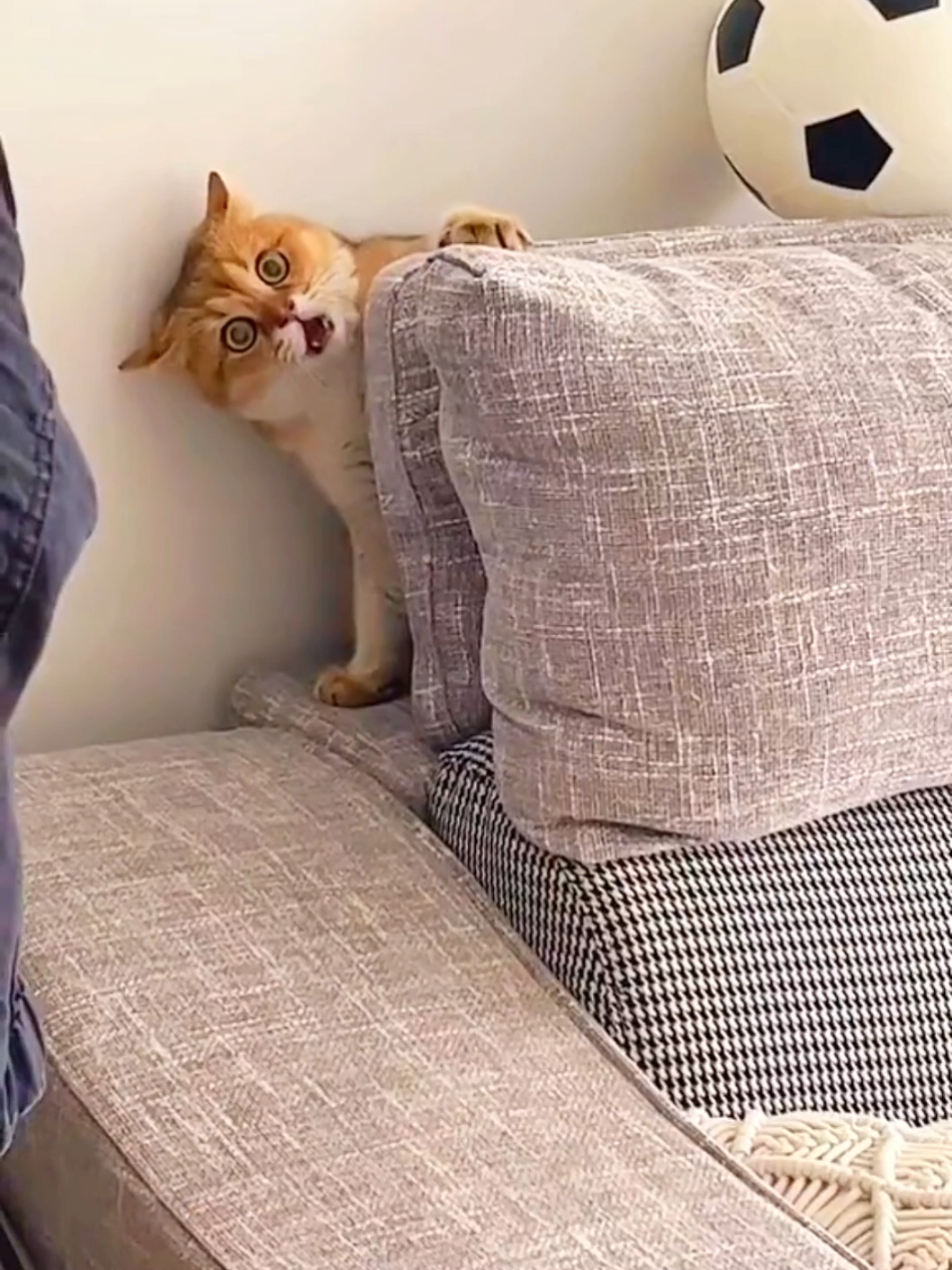 cat 🐈 reaction 😂 part 2 very funny 😁 😂 😀 😄 😆 