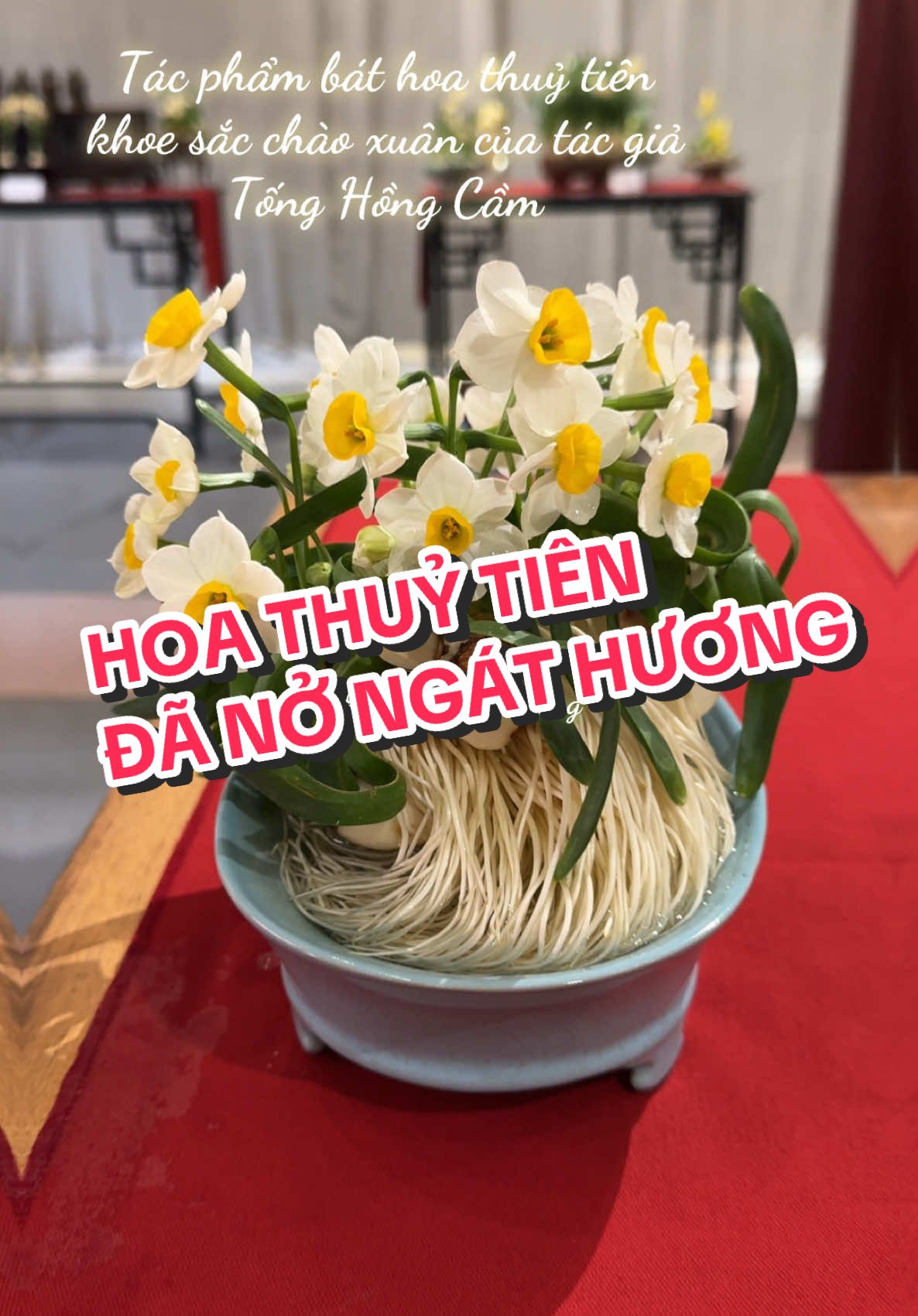 Hoa thuỷ tiên khoe sắc chào xuân #nhavuonanthang #hoadepbonmua #nhavuonthangan #hoatet #hoathuytien #gothoathuytien #tiahoathuytien #cuhoathuytien #hoihoathuytien 