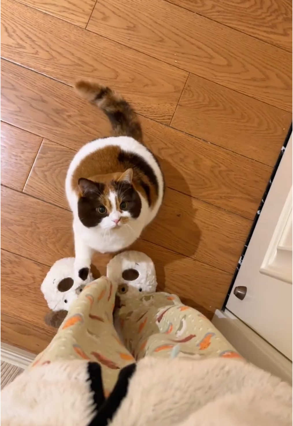 等著我回來#cat #kitty #cutecat #funnycat #catsoftiktok 