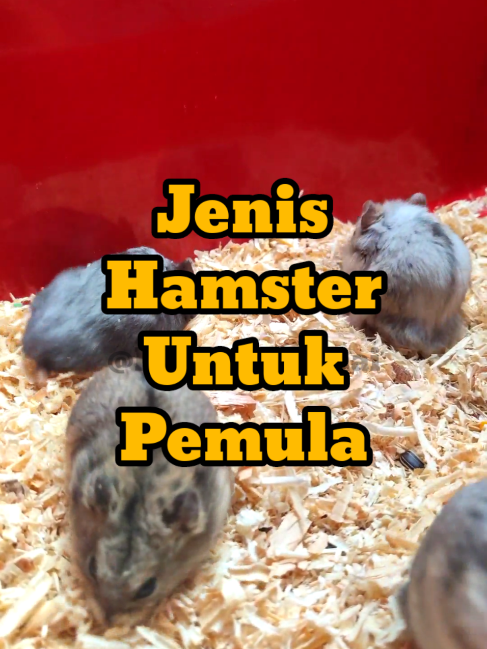 jenis hamster yang cocok untuk pemula #hamster 