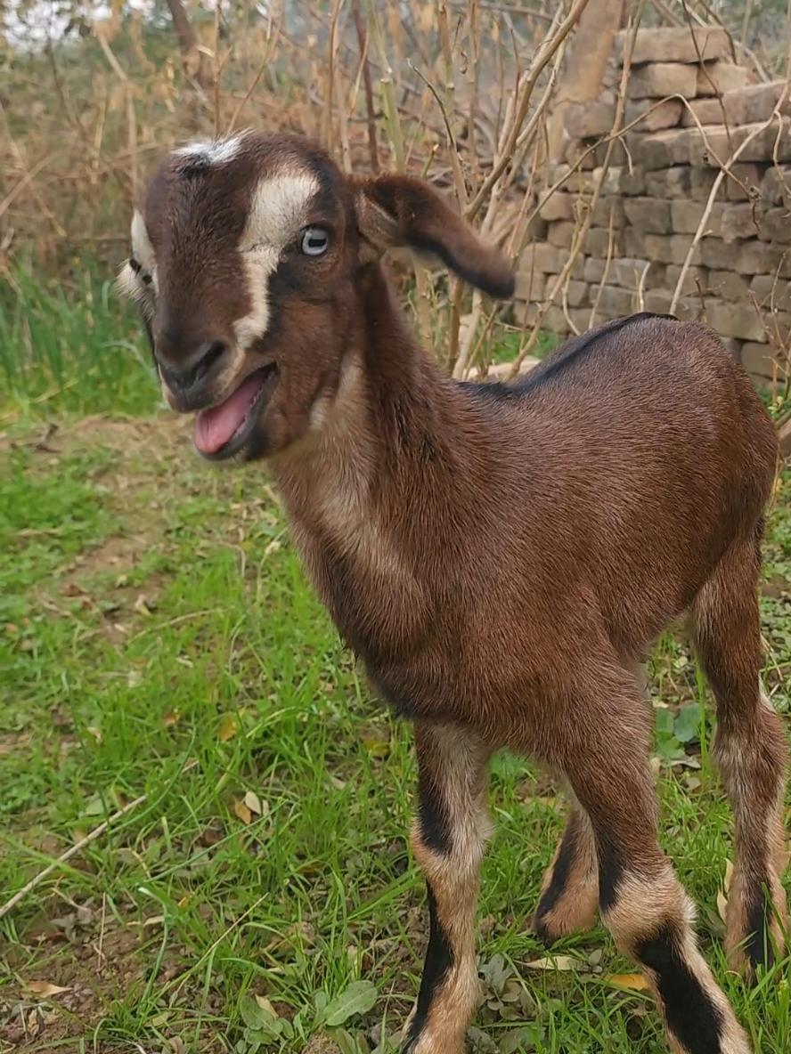 Pets BABY Goats Sweet sounds ❤️😘😘.. #Wildlife #wildanimals #CutenessOverload #AdorableMoments #animal #funnyanimalsworld #funnyanimalvideos #funnyanimalslife #farmanimals #funnyanimals #cutepets #babypets #babyanimals #babygoats #goat #goatsoftiktok #goated #pets #trending #foryou #viral #viralvideo #tiktokteam 