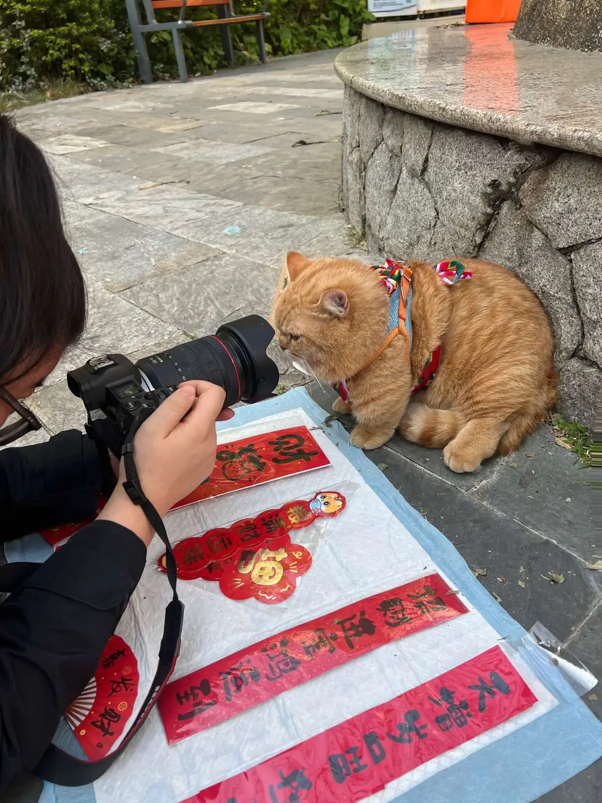 #meow #meo #cutecat #orangecat 