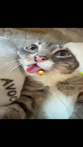 #swag #catsoftiktok 