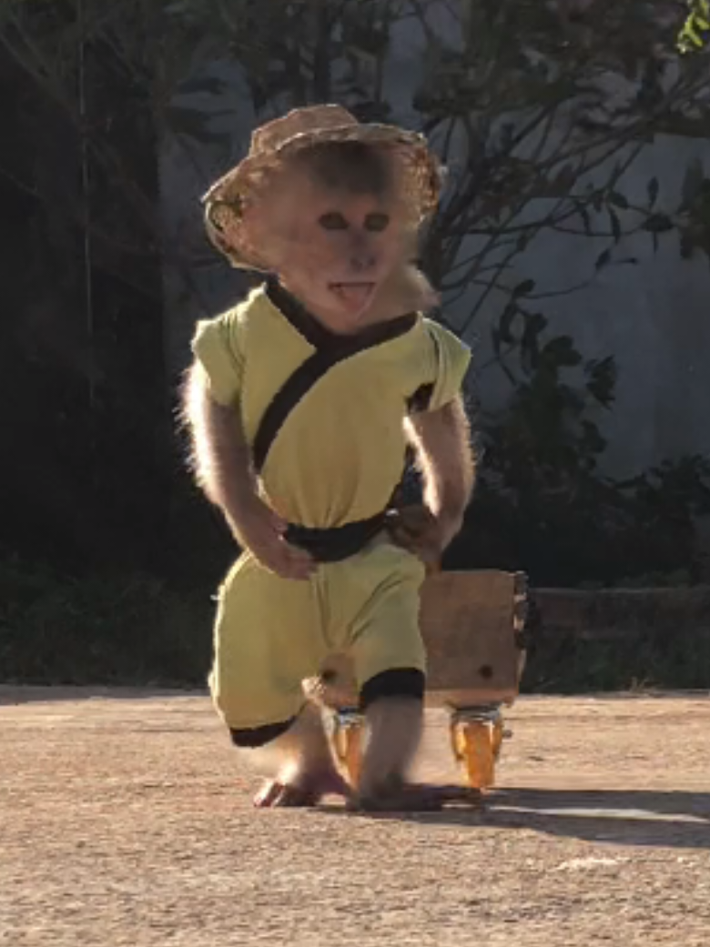 Cute monkey Bon harvesting. #cutemonkey #monkeysoftiktok #monkeydluffy #babymonkey #cuteanimals 