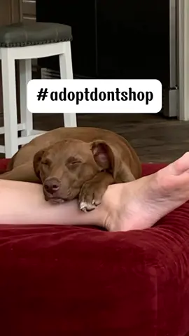 To the world, you may just be one person. But to a rescued dog, you’re changing their entire world—their hero, their family, their everything. 🐾❤️ Rescuing a dog isn’t just about giving them a better life—it’s about creating a connection and building a future filled with love, joy, and companionship. Choose adoption, because you’re not just saving a life—you’re making it whole. #AdoptDontShop 🐶✨#AdoptDontShop #YoureChangingTheirWorld #RescueDog #PetAdoption #AnimalRescue #ForeverHome #RescueIsMyFavoriteBreed #SaveALife #DogLover #AdoptLove #FurEverFamily #AdoptAPet #SecondChances #LoveChangesEverything#beaubrandy #fyp 