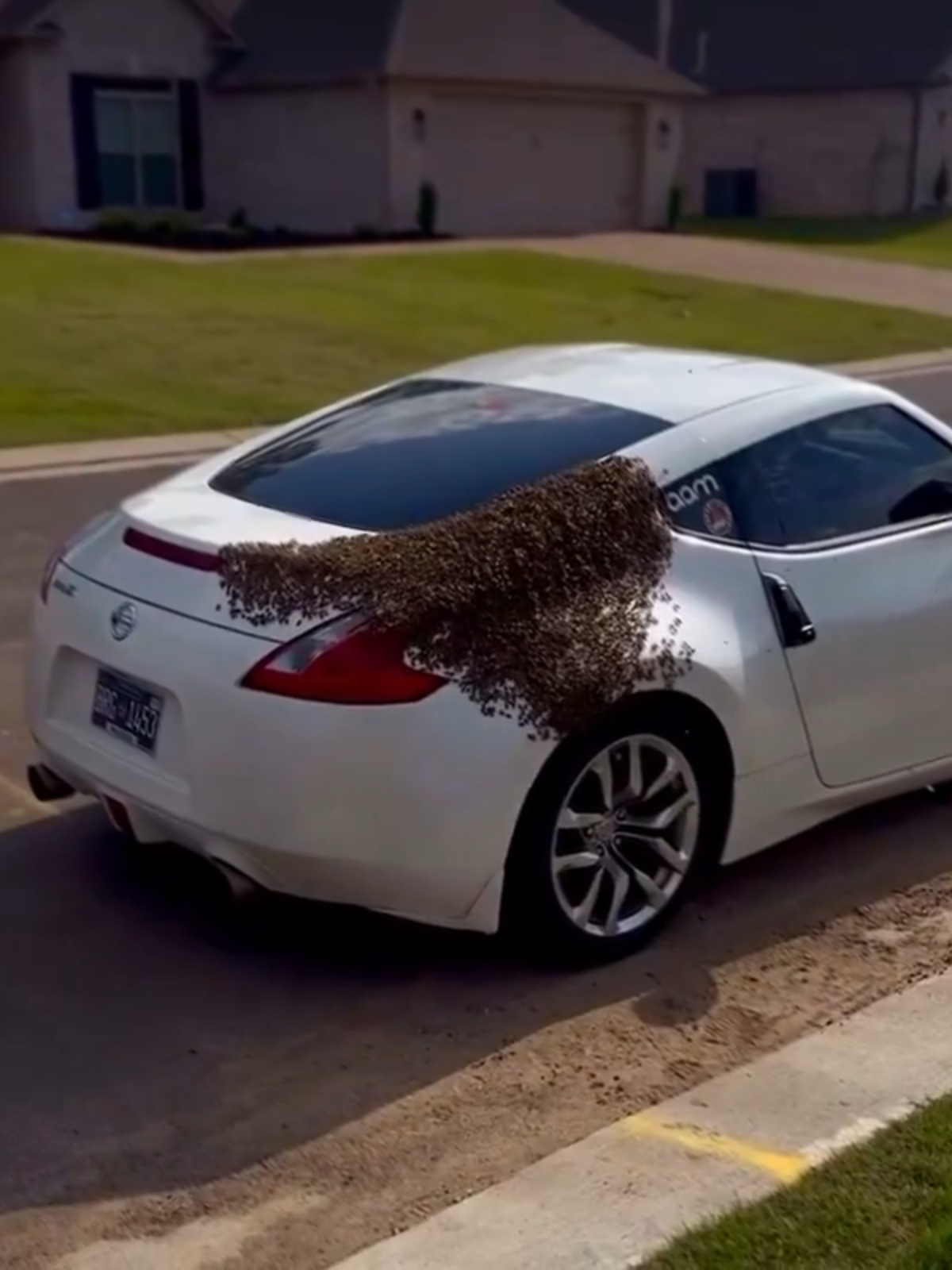 If a queen gets inside a vehicle, a swarm of up to 20,000 bees can follow the car.  [📍 Jackson, Tennesse]#bees