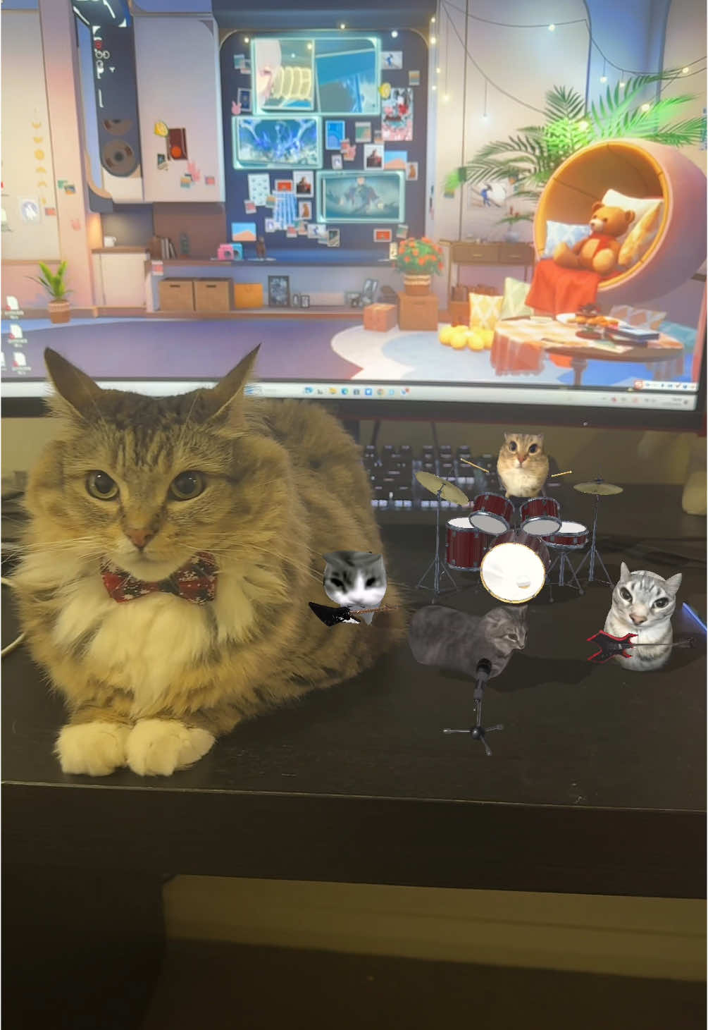 New cat band #catsoftiktok 