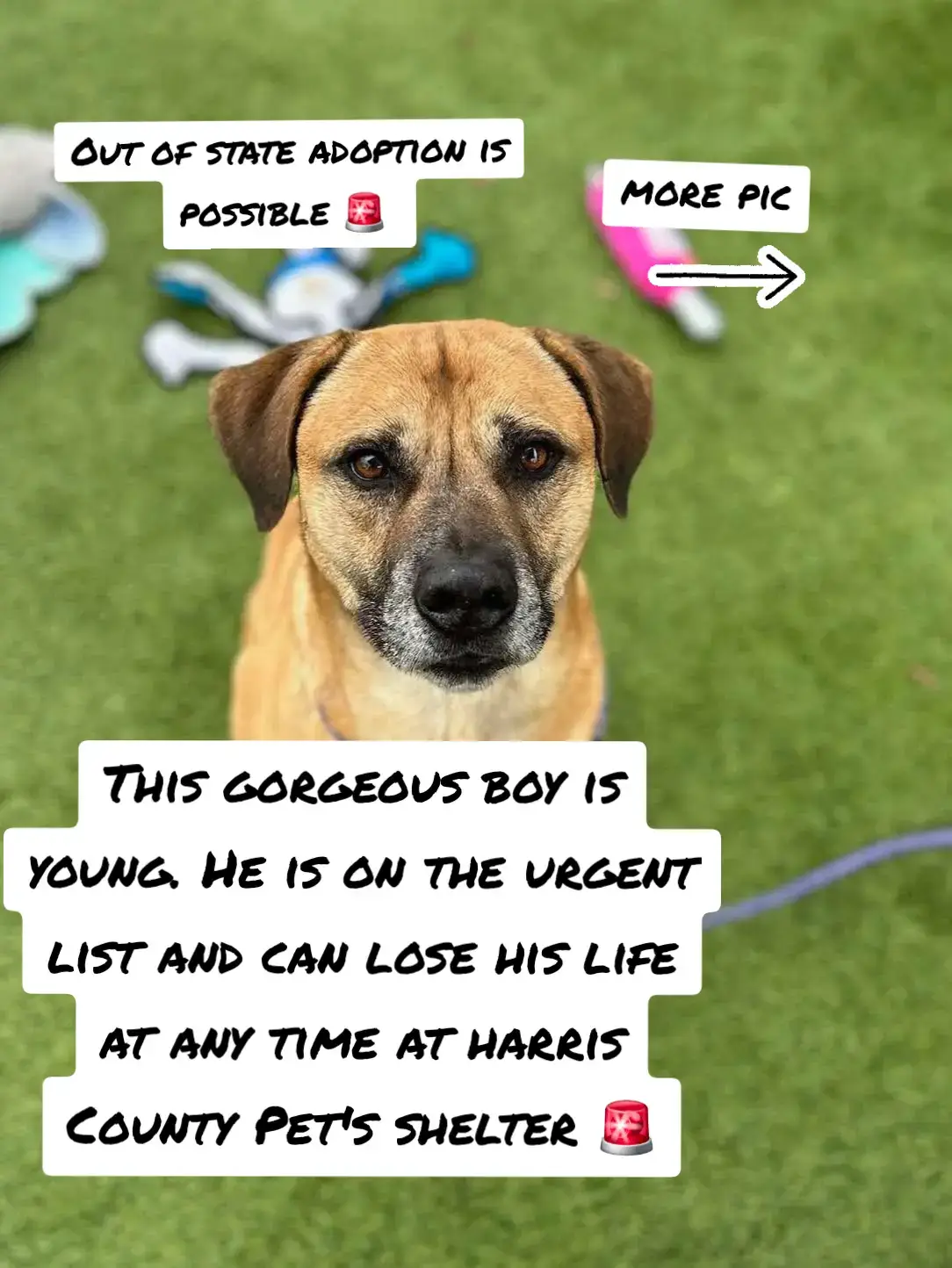 YOUNG IS URGENT HE CAN LOSE HIS LIFE AT ANY TIME AT HARRIS COUNTY PET'S SHELTER. HE NEEDS A PLAN ASAP. YOUNG NEEDS A HOME WITH NO OTHER DOGS. YOUNG REALLY NEEDS A HERO NOW.  IF YOU CAN FOSTER OR ADOPT PLEASE GO TO @RESCUE DOG ARMY TO FILL OUT AN APPLICATION IN BIO ASAP. 🚨🚨🚨🚨🚨🚨 OUT OF STATE ADOPTION IS POSSIBLE.  Name. Young.  ID #A628955 . 3D01. Volunteers Notes 📝.  Calm inside his kennel.  Very easy to leash.  Walks really well on a leash.  Not reactive towards other dogs when passing their kennels.  Seems potty trained.  Knows how to sit.  Takes treats very gently.  He really is treat motivated.  He's very obedient.  He's very laid back.  Low energy level.  Seems like a couch potato.  He loves to be around his handler.  He's super affectionate.  Would be great if had a back yard to lounge around in. Overall a very patient, good mannered, and sweet boy.  HEALTHY DOGS ARE UNALIVED 3 DAYS A WEEK.  MONDAY, WEDNESDAY, AND FRIDAY MORNINGS.  IF YOU CAN FOSTER OR ADOPT PLEASE GO TO @RESCUE DOG ARMY TO FILL OUT AN APPLICATION IN BIO ASAP.  PLEASE MESSAGE ME IF YOU HAVE ANY QUESTIONS.  OUT OF STATE ADOPTION IS POSSIBLE.  ADDRESS  HARRIS COUNTY PET'S SHELTER.  612 CANINO RD IN HOUSTON TEXAS.  #ASMT #adopt #foster #rescue #resuedogarmy #harriscountypets #save 