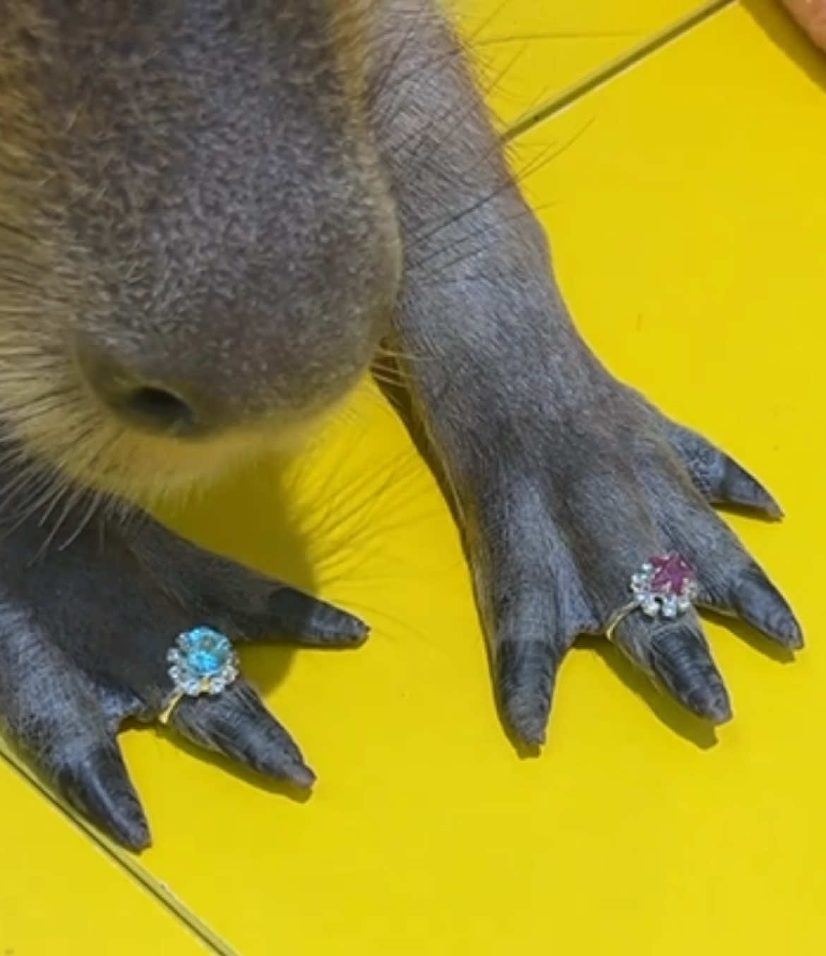 Lady capybara, wearing two big diamond rings💍😲 #capybara #ring #funnyvideo #enjoylife 