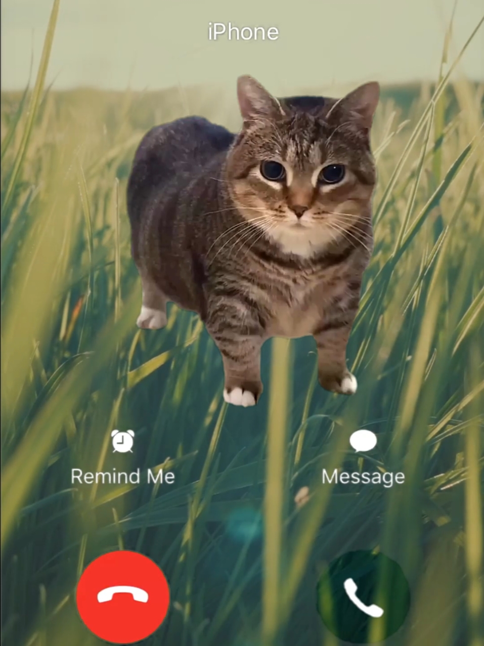 OiaCat Ringtone #viral #music #oiacat #samsung #iphone #meme #trending #cat #foryou #fyp #catsoftiktok 