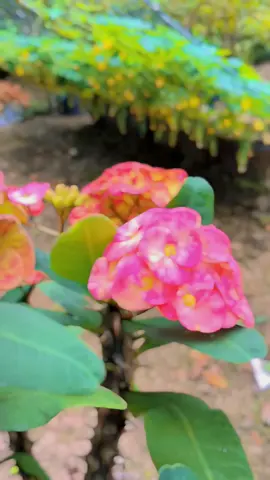 #CapCut có ai qua cồn ăn đám giỗ không?#xuhuongcungtiktok 