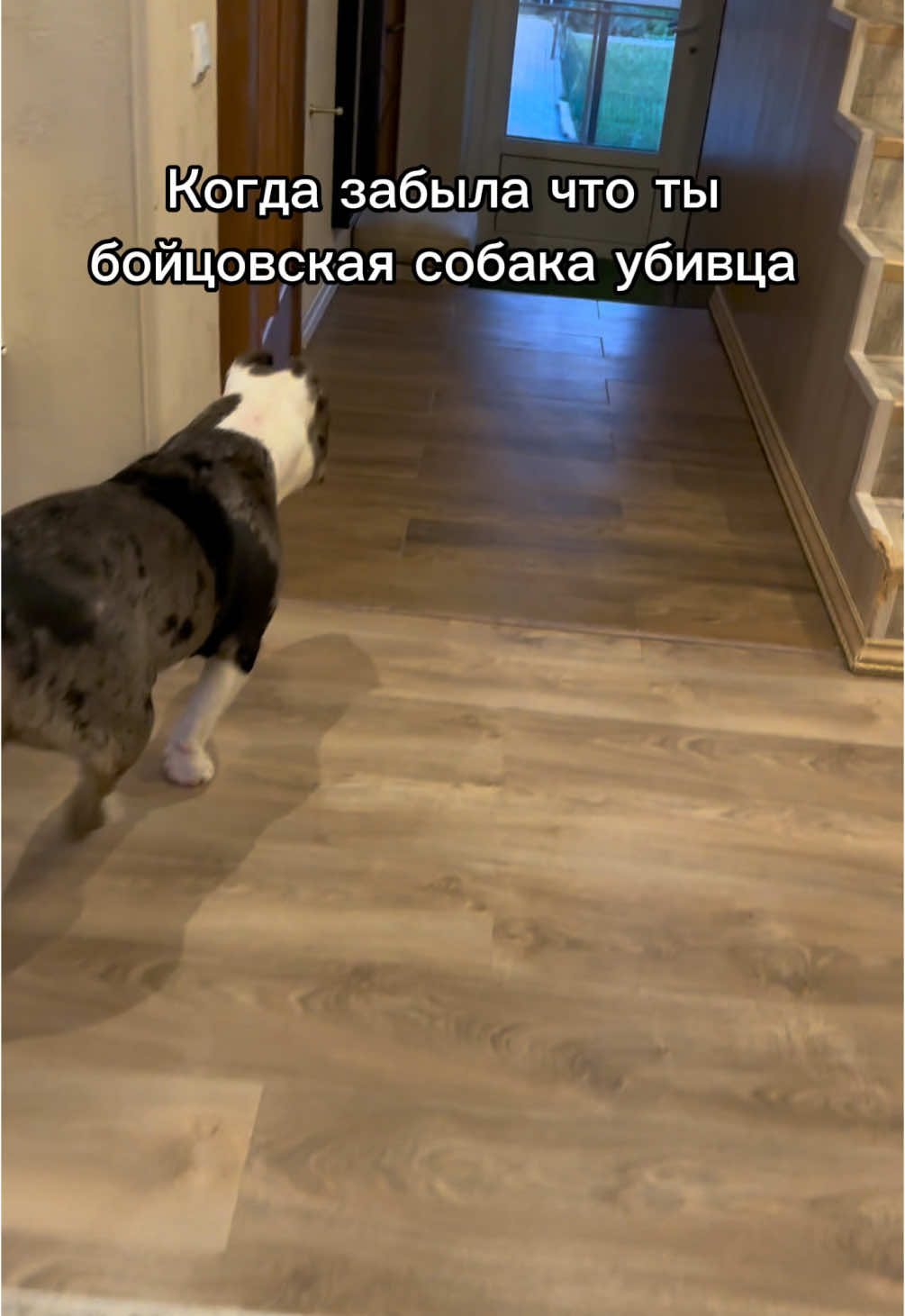 #собака #dogs #прикол #хочуврек #