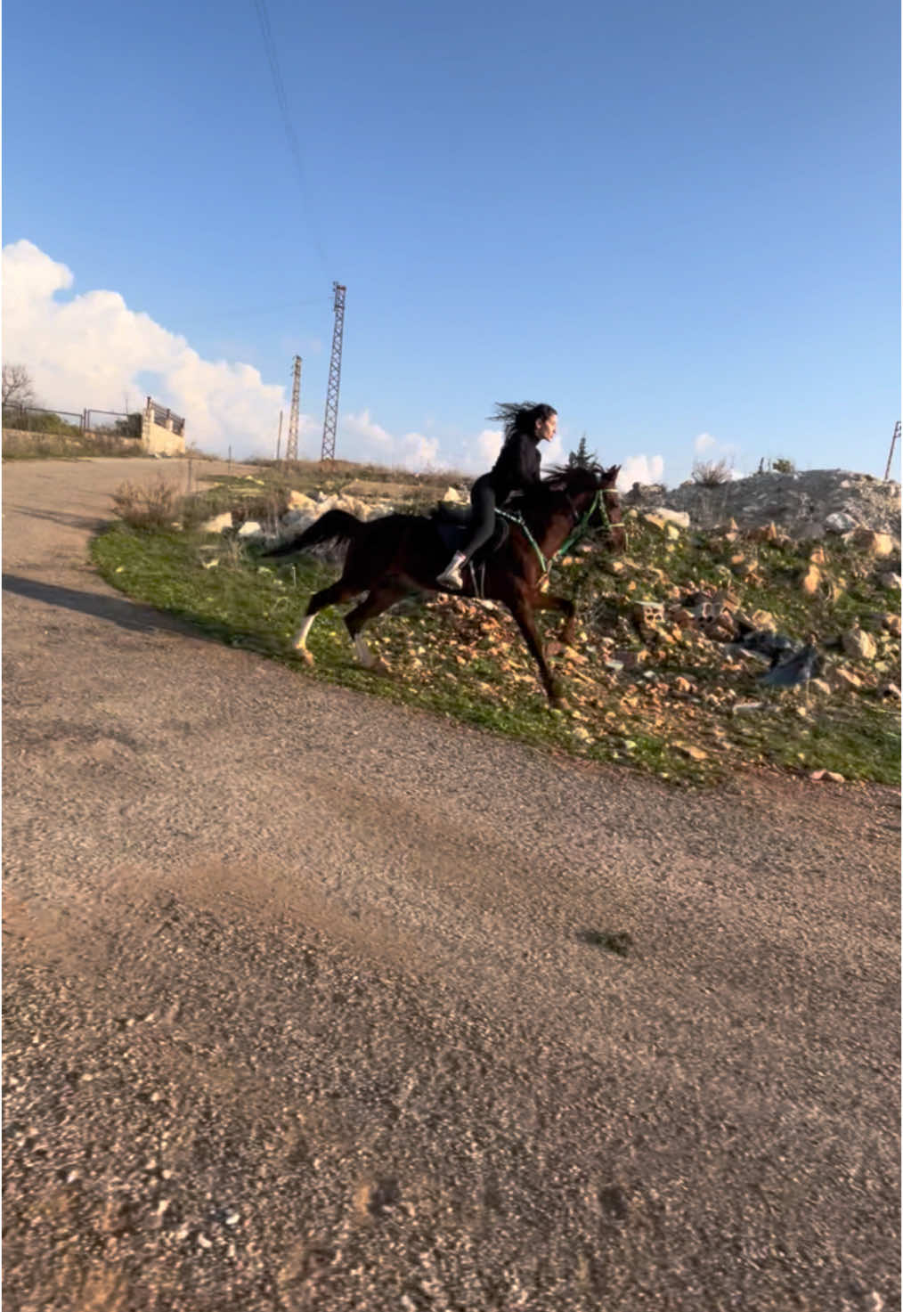 #horses #خيل_وخياله🐎 #lebanon @Tima Hariri 