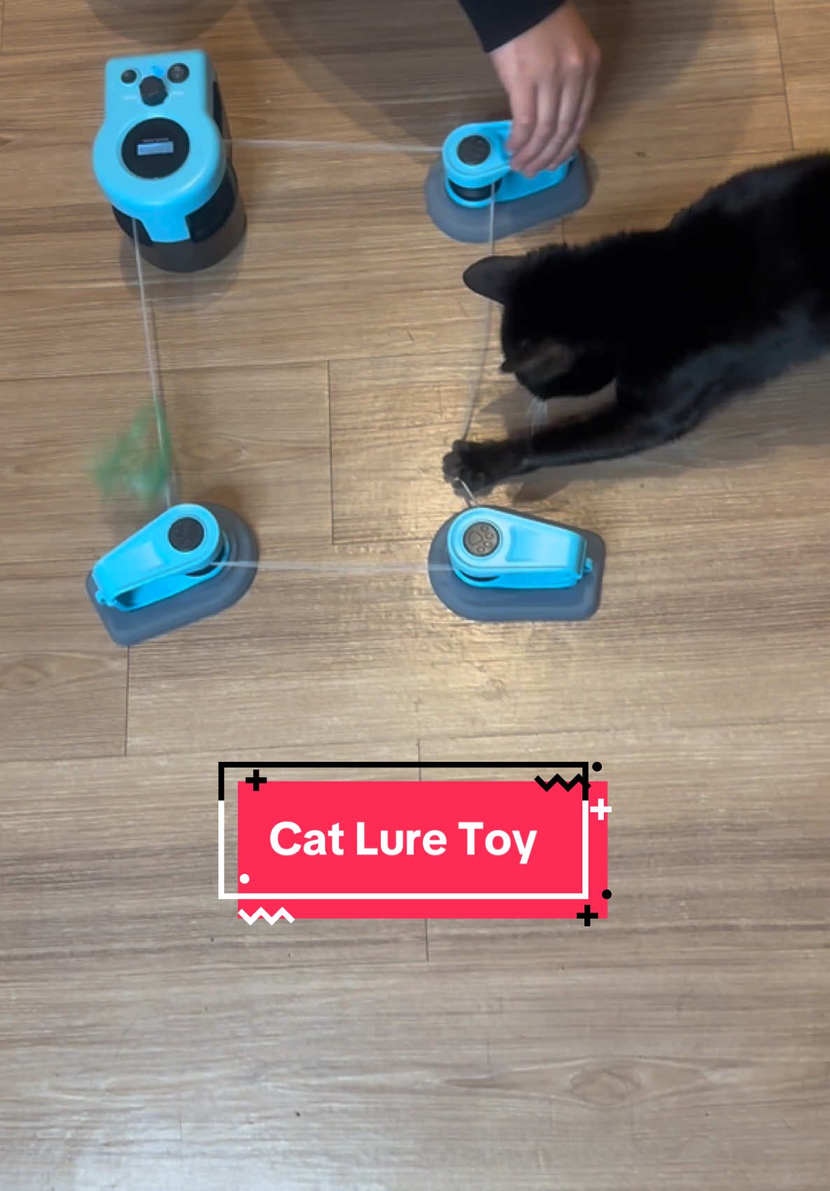 Chloe loves this toy! #cattoys #asfrost #catluretoy #catsoftiktok #asfrostcatlureinteractivetoy #petmom #catmom #catlife #asfrostcatlure 