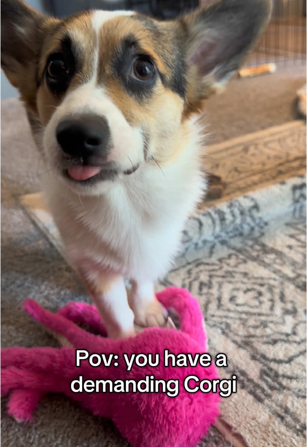 “Mom you are not allowed to stop playing!!” - 🎃  #fyp #foryoupage #corgi 