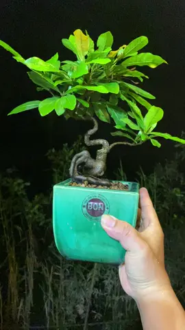 Cuối cùng cũng có một bé Thần Kì MiNi ứ ự lun🥰🥰🥰#bonsaimini #bonsaifree #bonsaioizoioi .